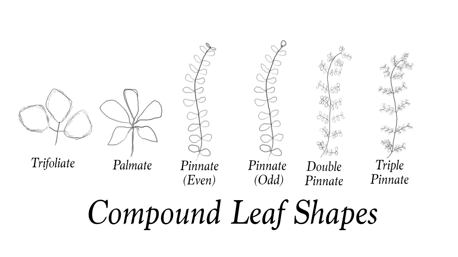 (04) Compound Leaf Shapes