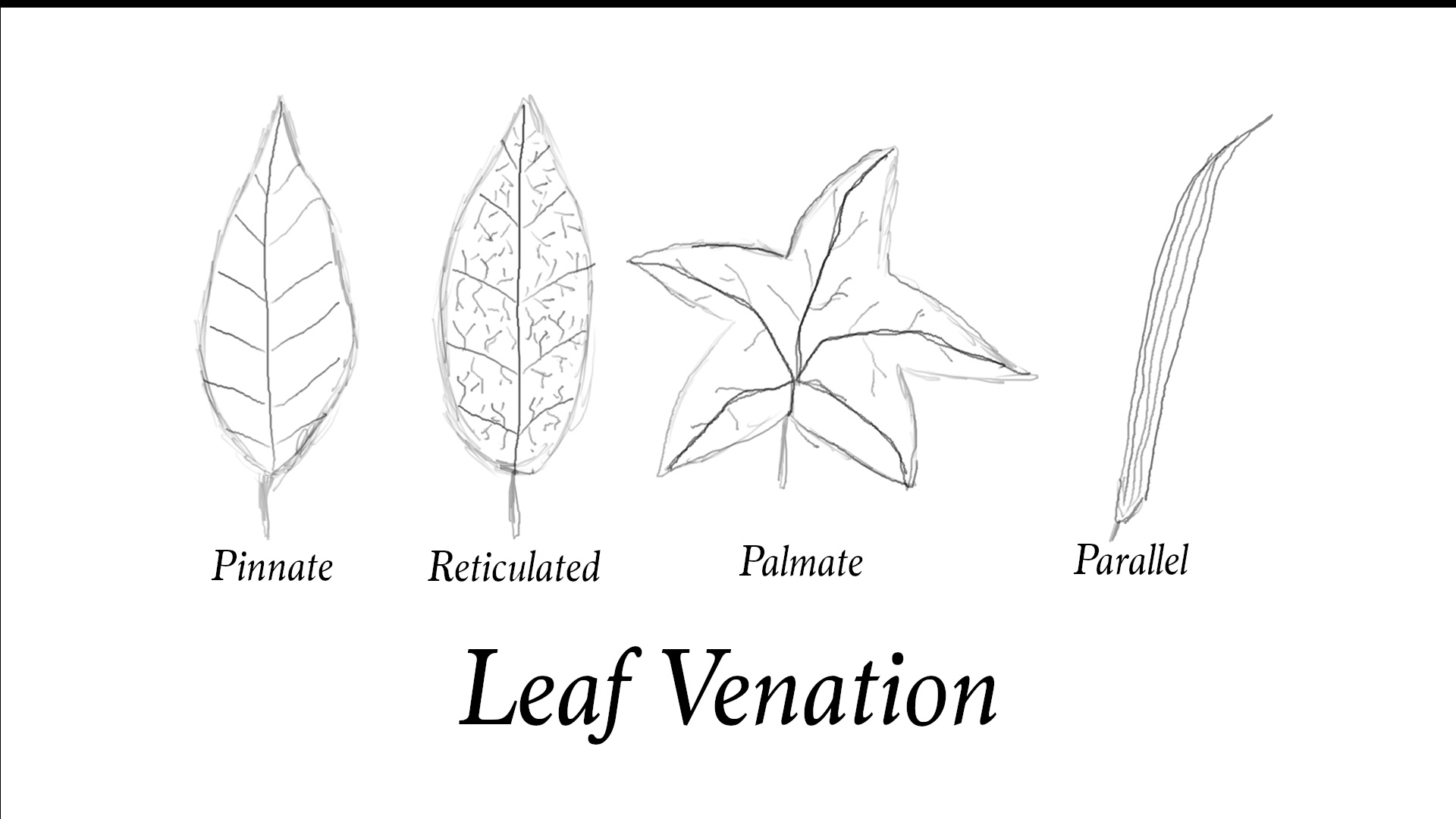 (04) Leaf Venation