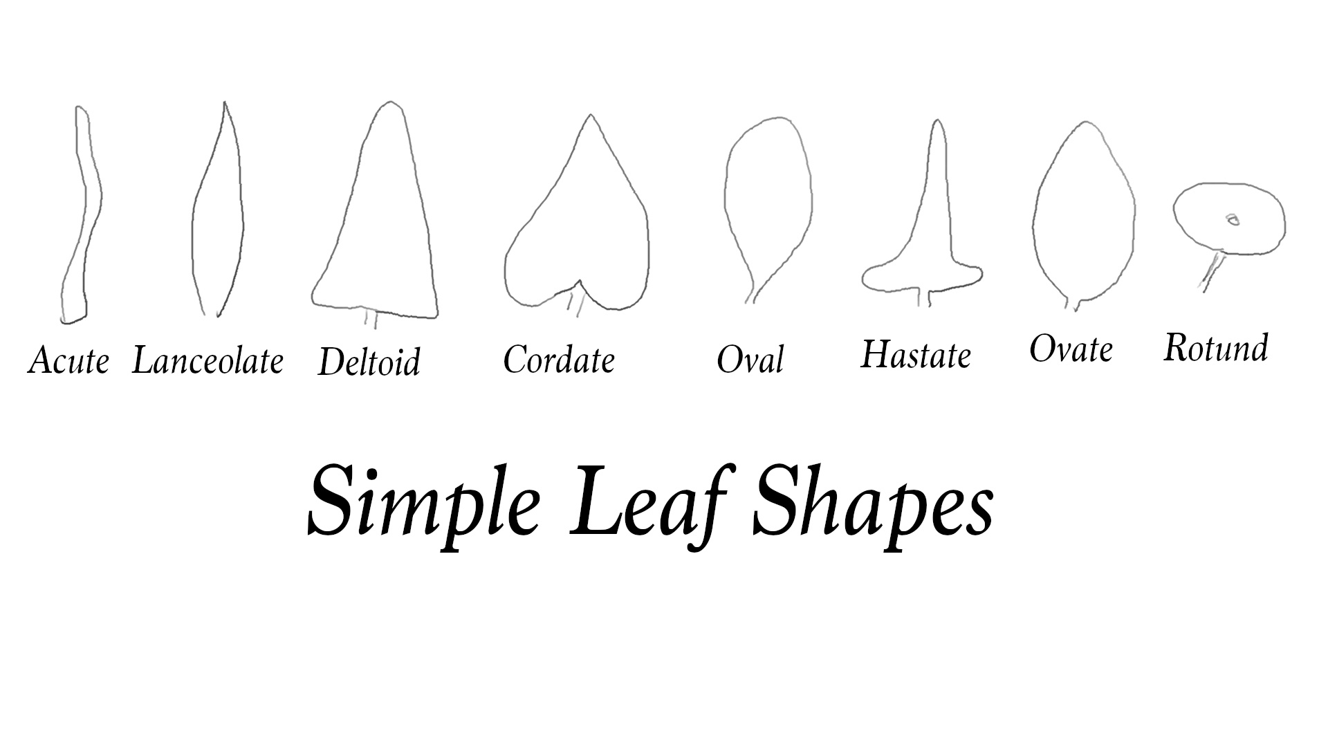 (04) Simple Leaf Shapes